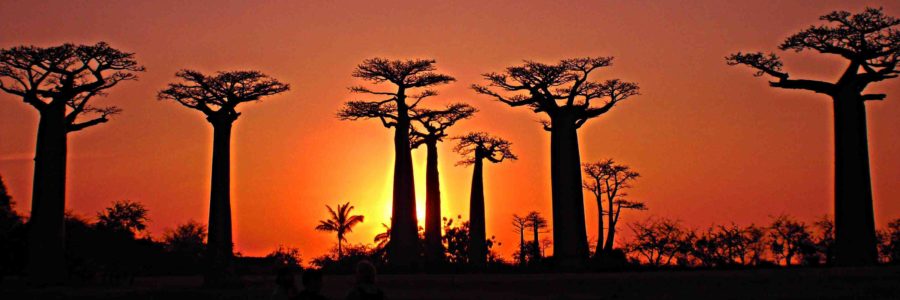 Avenue of baobabs