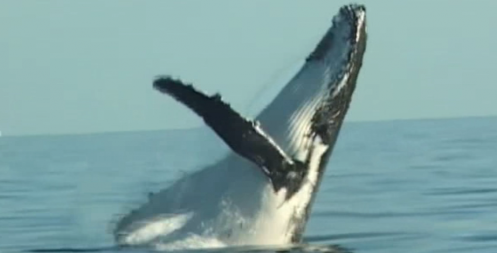 Whales festival